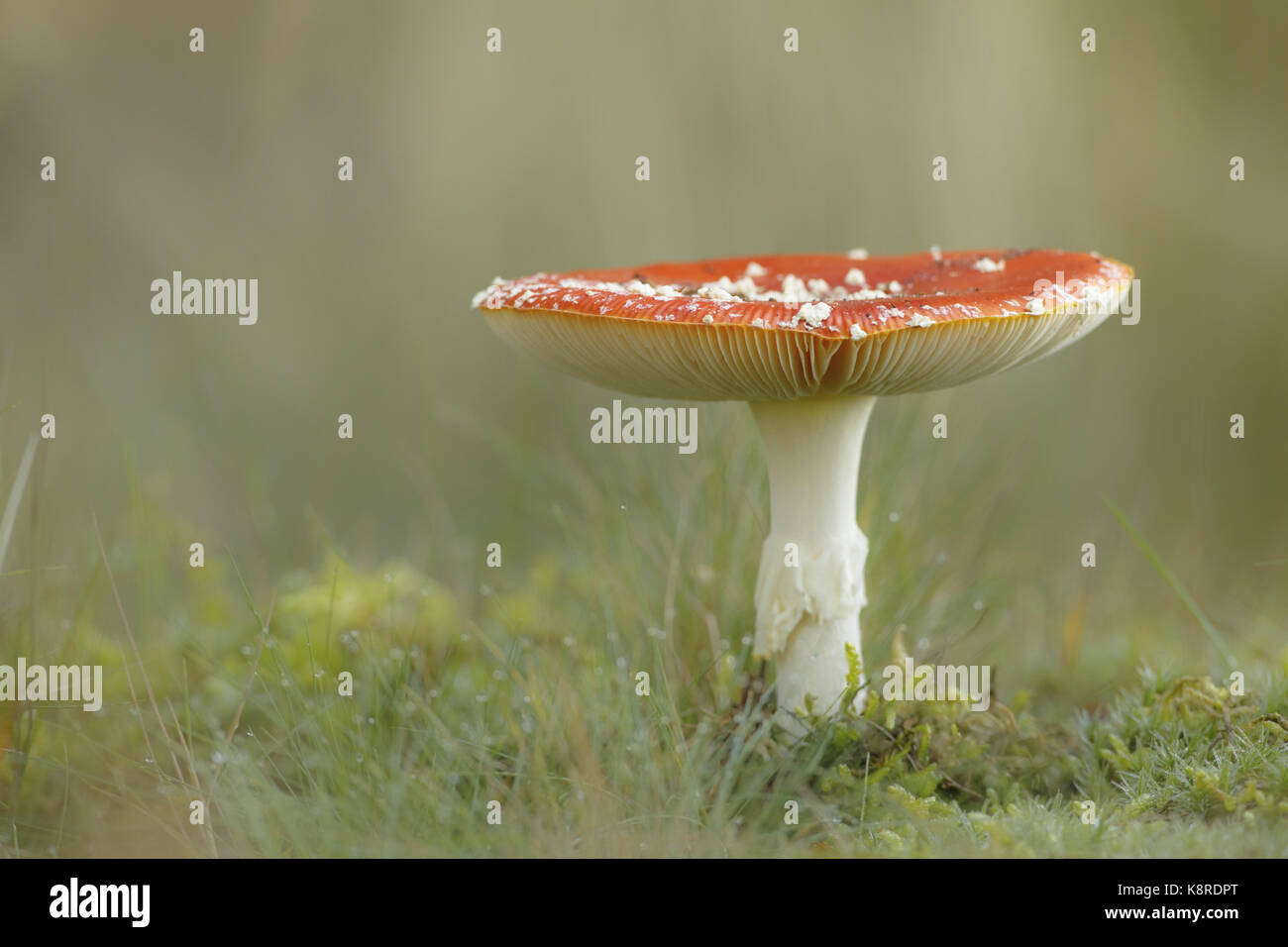 Fly Agaric (Amanita muscaria) fruiting body, growing in short grass, South Norfolk, UK. October. Stock Photo