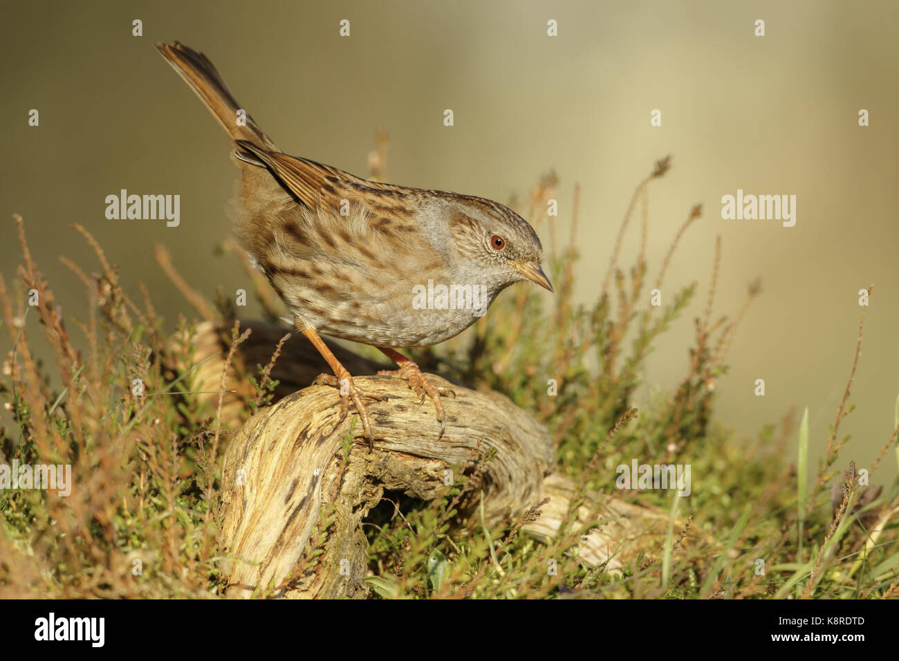 Dunnock (Prunella modularis) adult perched on fallen branch in heathland, South Norfolk, UK. December. Stock Photo