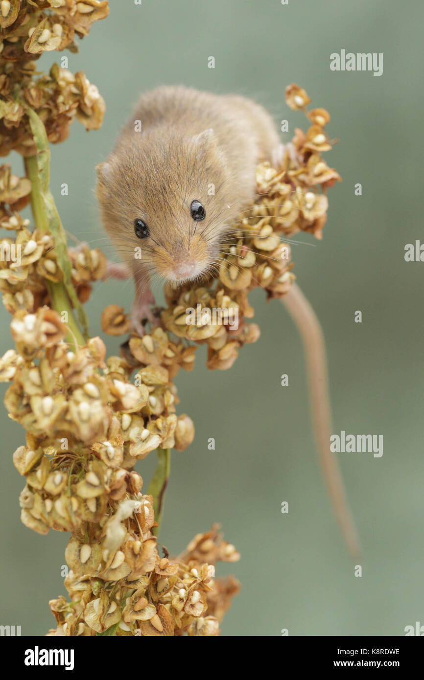 Harvest Mouse (Micromys minutus) adult, climbing in Common Sorrel (Rumex acetosa) Derbyshire, England, August (Controlled conditions) Stock Photo