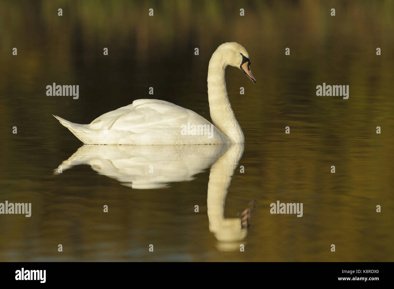 Mute Swan (Cygnus olor) adult, swimming on lake, with reflected Autumn colour, West Yorkshire, England, November Stock Photo
