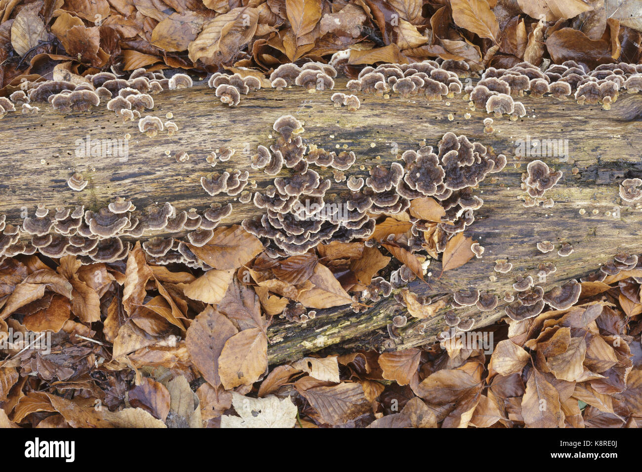Banded Polypore (Trametes versicolor) fruiting bodies, growing on decaying branch, amongst Common Beech (Fagus sylvatica) leaves, Newfield Plantation, Stock Photo
