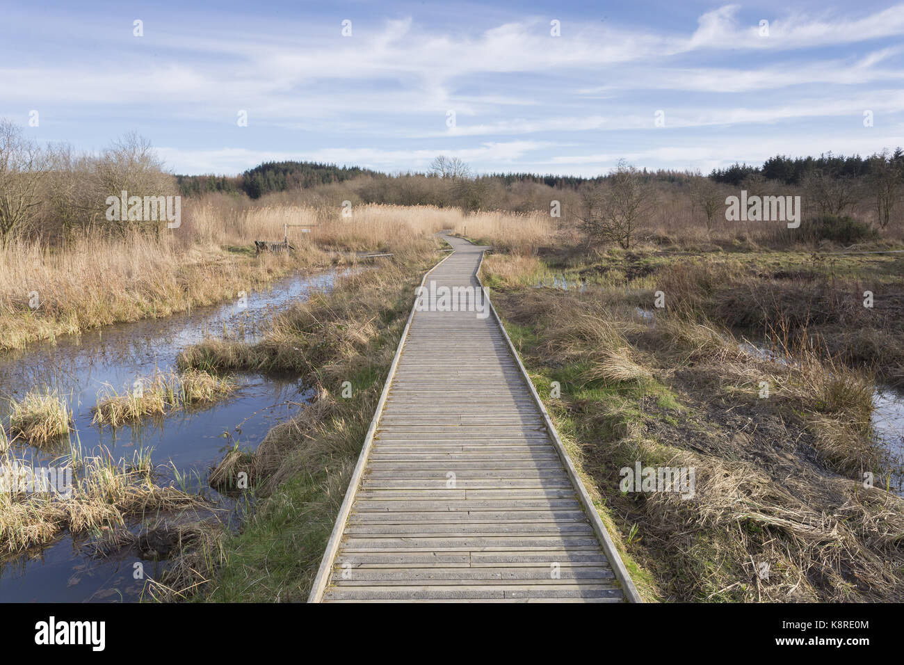 Wooden boardwalk, Foxglove Covert Local Nature Reserve, Catterick Barracks, Catterick, North Yorkshire, England, March Stock Photo