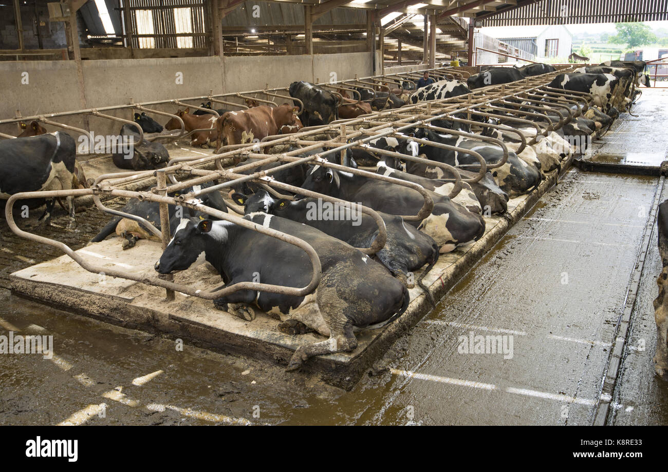 Dairy cows lying in a cubicle house, Lower Bentham, Lancaster, Lancashire. Stock Photo
