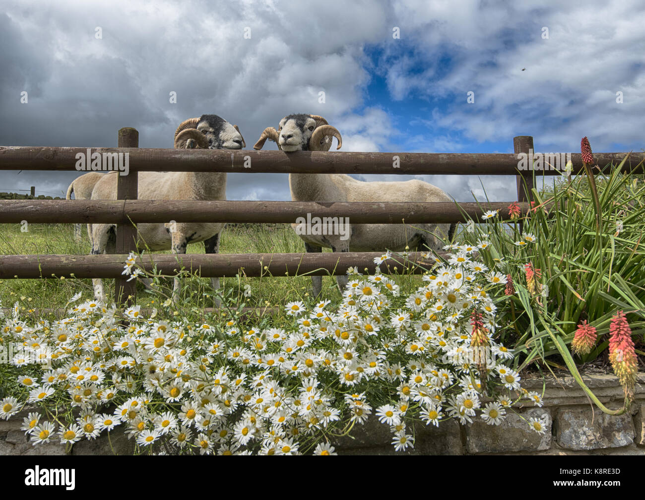 Swaledale rams with fence and flowers, Longnor,Staffordshire. Stock Photo