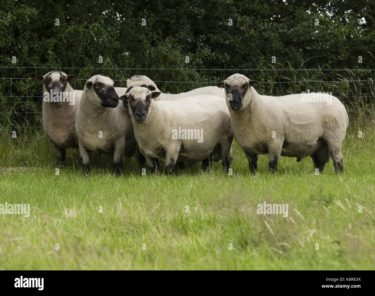 Shropshire rams in a field near Chester, Cheshire. Stock Photo