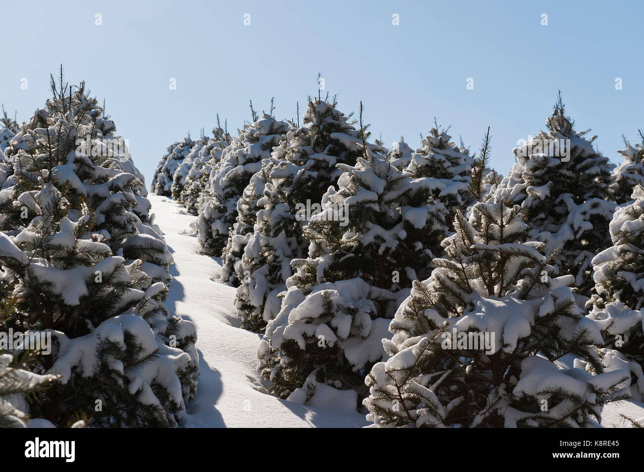 SNOW COVERED CHRISTMAS TREES, LANCASTER PENNSYLVANIA Stock Photo Alamy