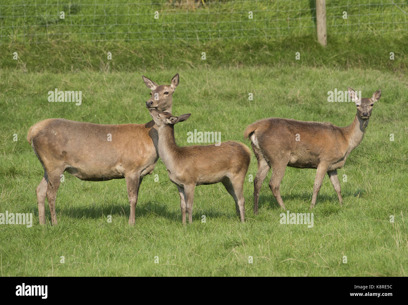 Red Deer at the Bowland Wild Boar Park, Chipping, Preston, Lancashire. Stock Photo