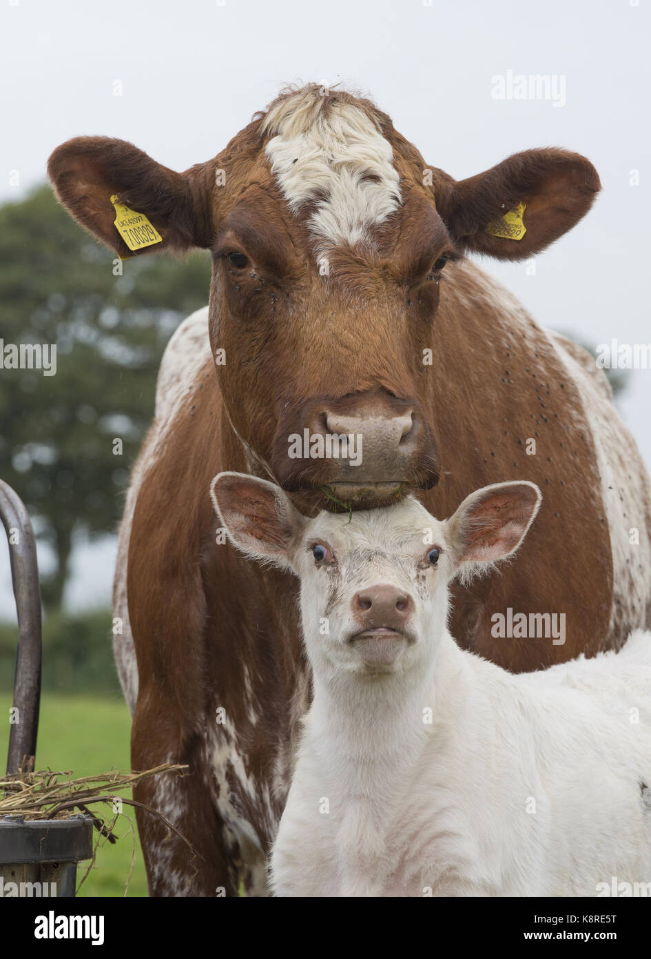 Beef Shorthorn cow and calf, Bridlington, North Yorkshire Stock Photo
