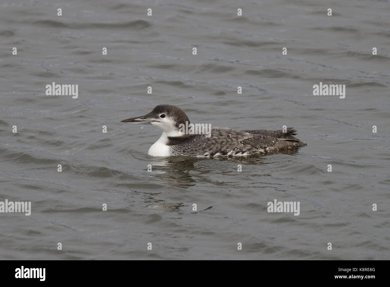 Great Northern Diver, Gavia immer, adult in non-breeding plumage, swimming, Utah, United States of America, October Stock Photo