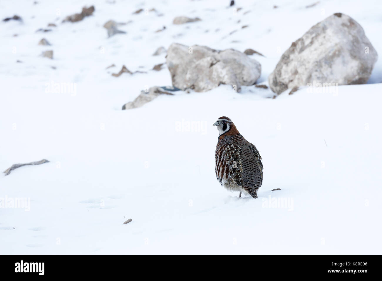 Tibetan Partridge, Perdix hodgsoniae, adult standing in snow, Qinghai (formerly Kokonor), China, March Stock Photo