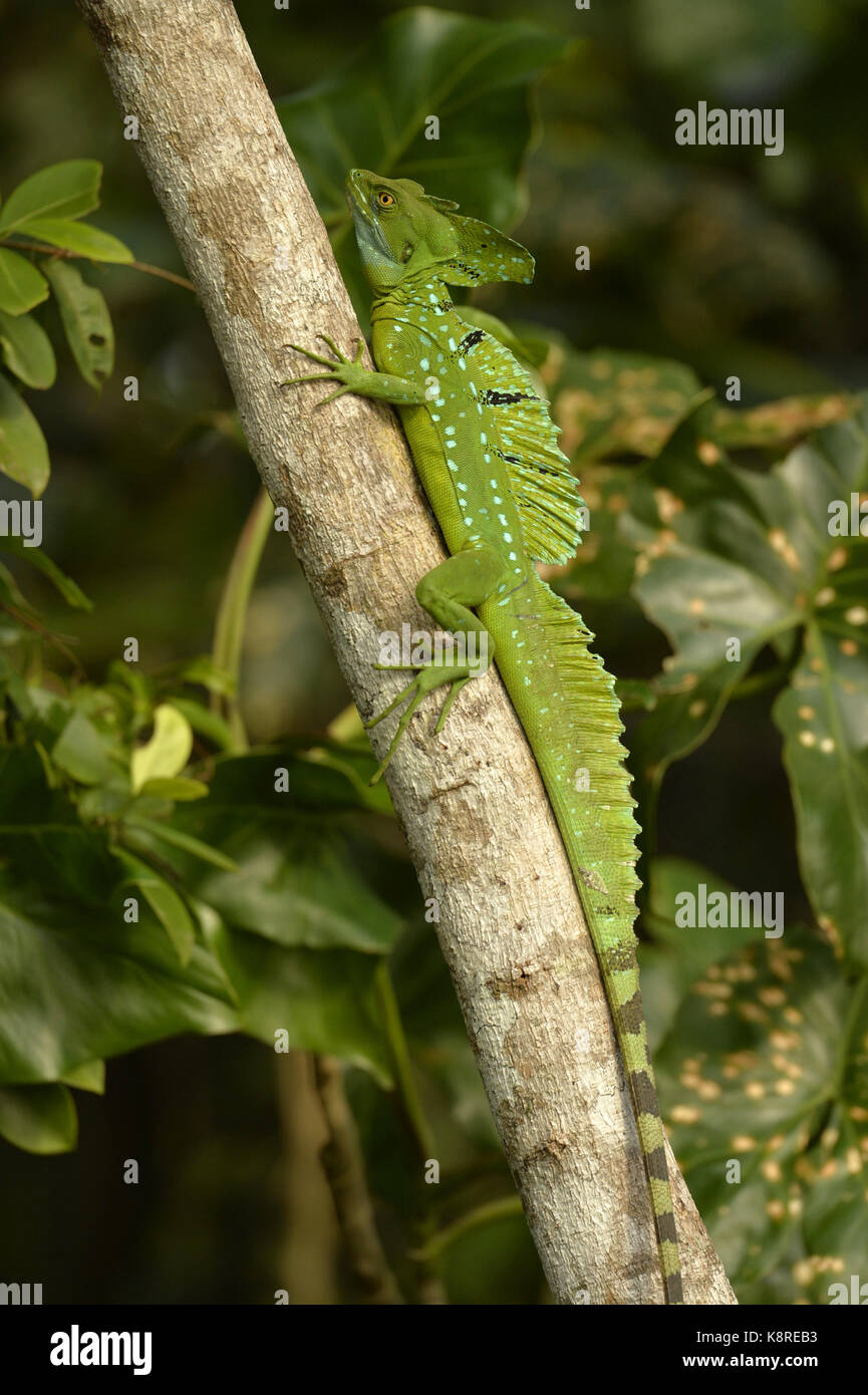Plumed Basilisk lizard (Basiliscus plumifrons) male resting on branch, Costa Rica, March Stock Photo