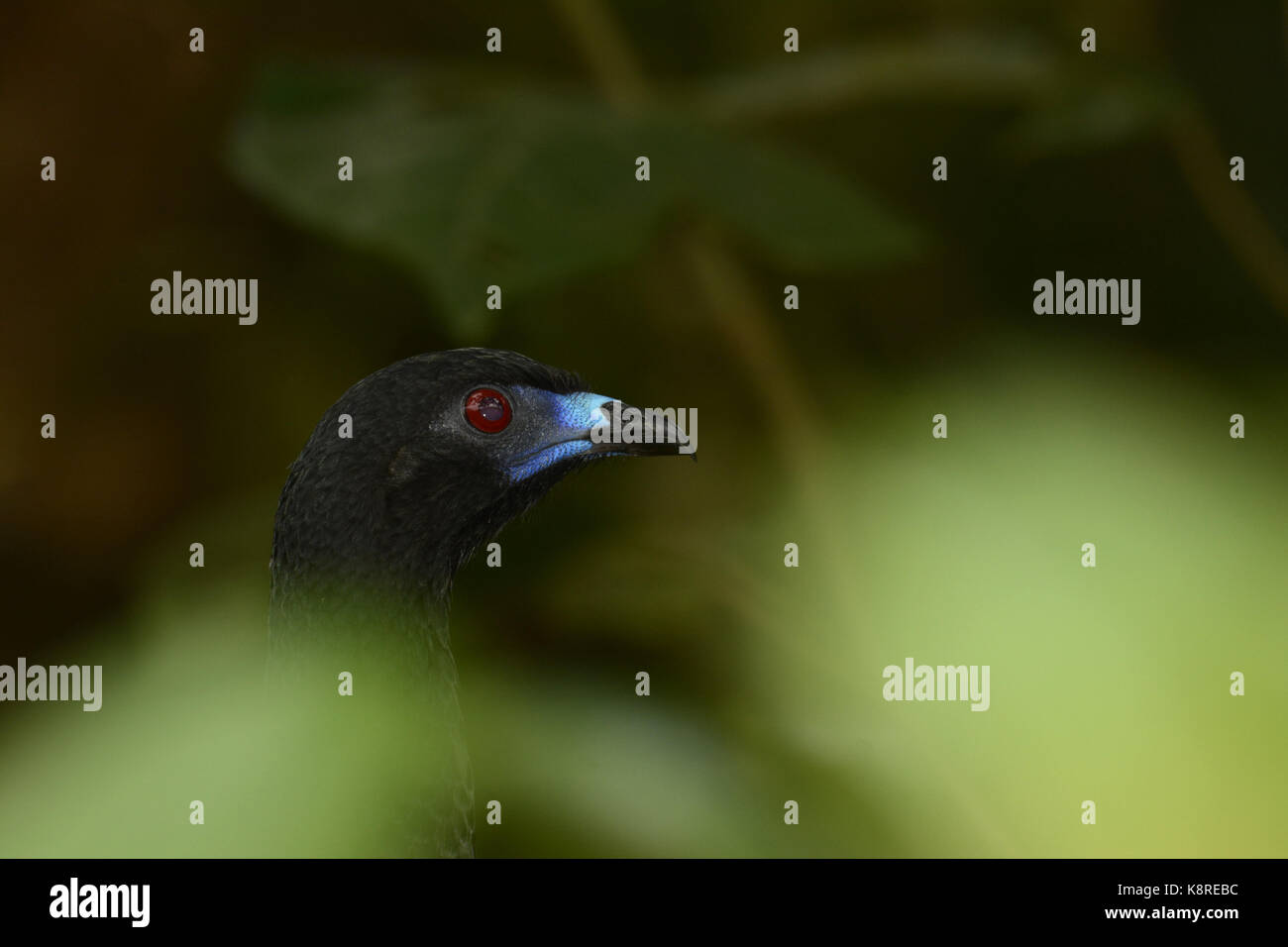Black Guan (Chamaepetes unicolor) adult hiding behind vegetation, close-up of head, Turrialba, Costa Rica, March Stock Photo