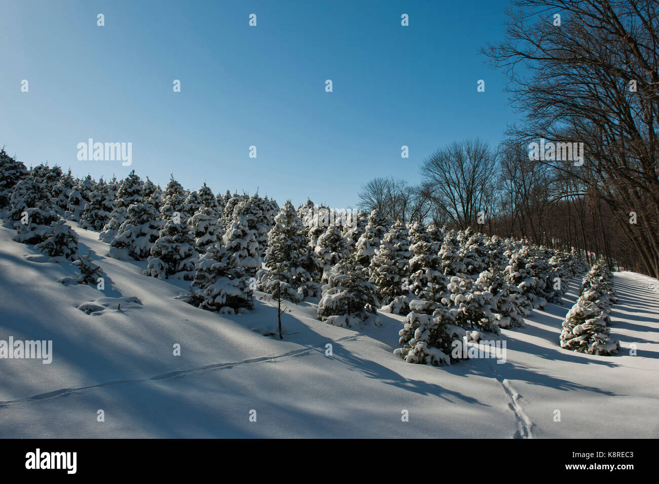 DEER TRACKS COMING OUT OF SNOW COVERED CHRISTMAS TREES, LANCASTER