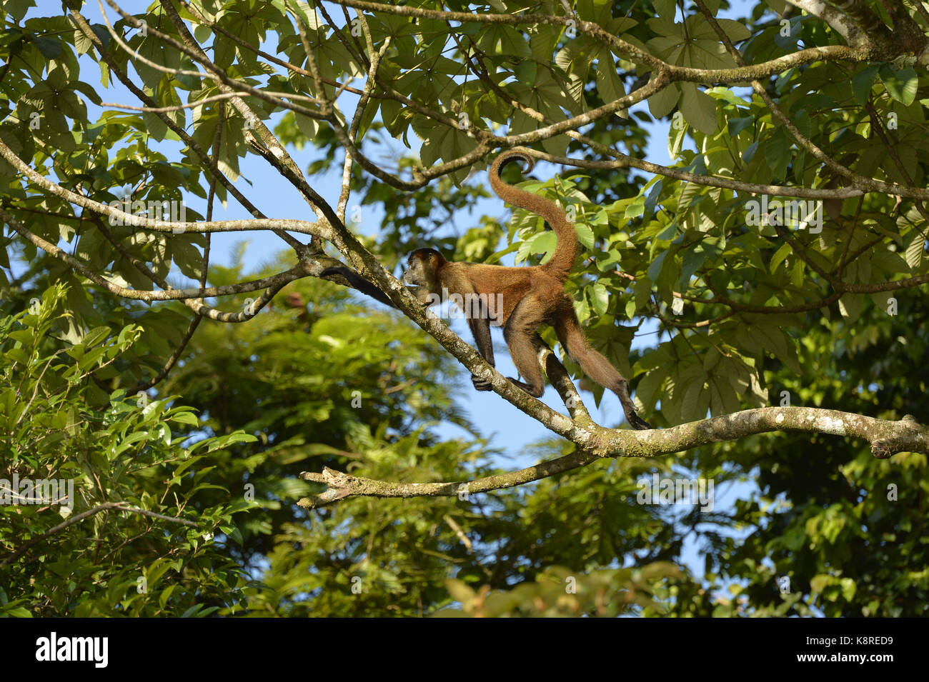 Central American Spider Monkey (Saimiri oerstedii), Costa Rica, March