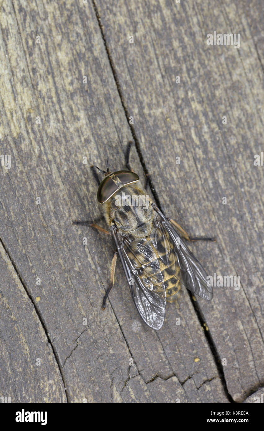 Horse-fly (Tabanus bromius) adult at rest on wood, Monmouth, Wales, September Stock Photo