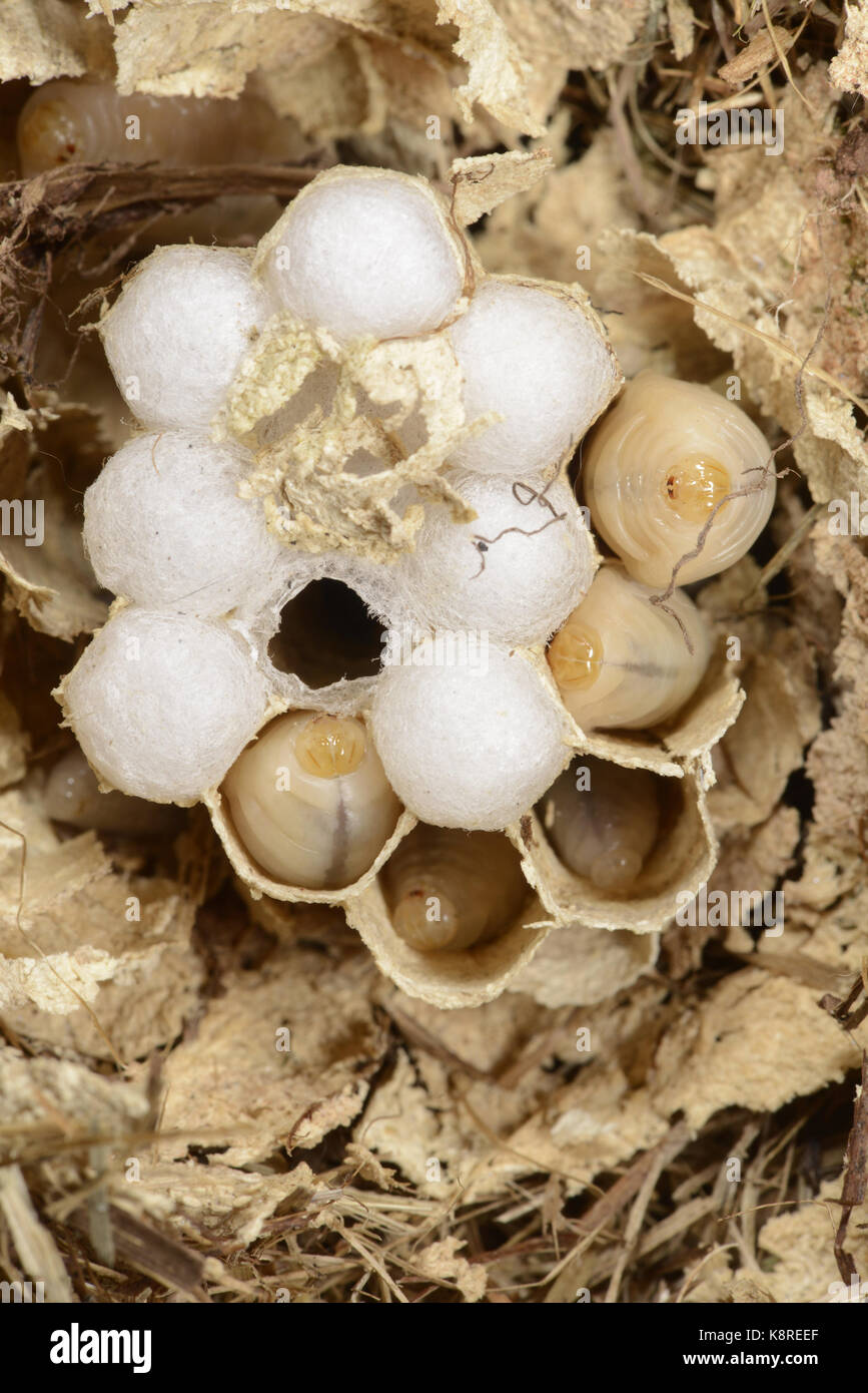 European Hornet (Vespa crabro) inside of disturbed nest showing cellular structure and grubs, Monmouth, Wales,  June Stock Photo