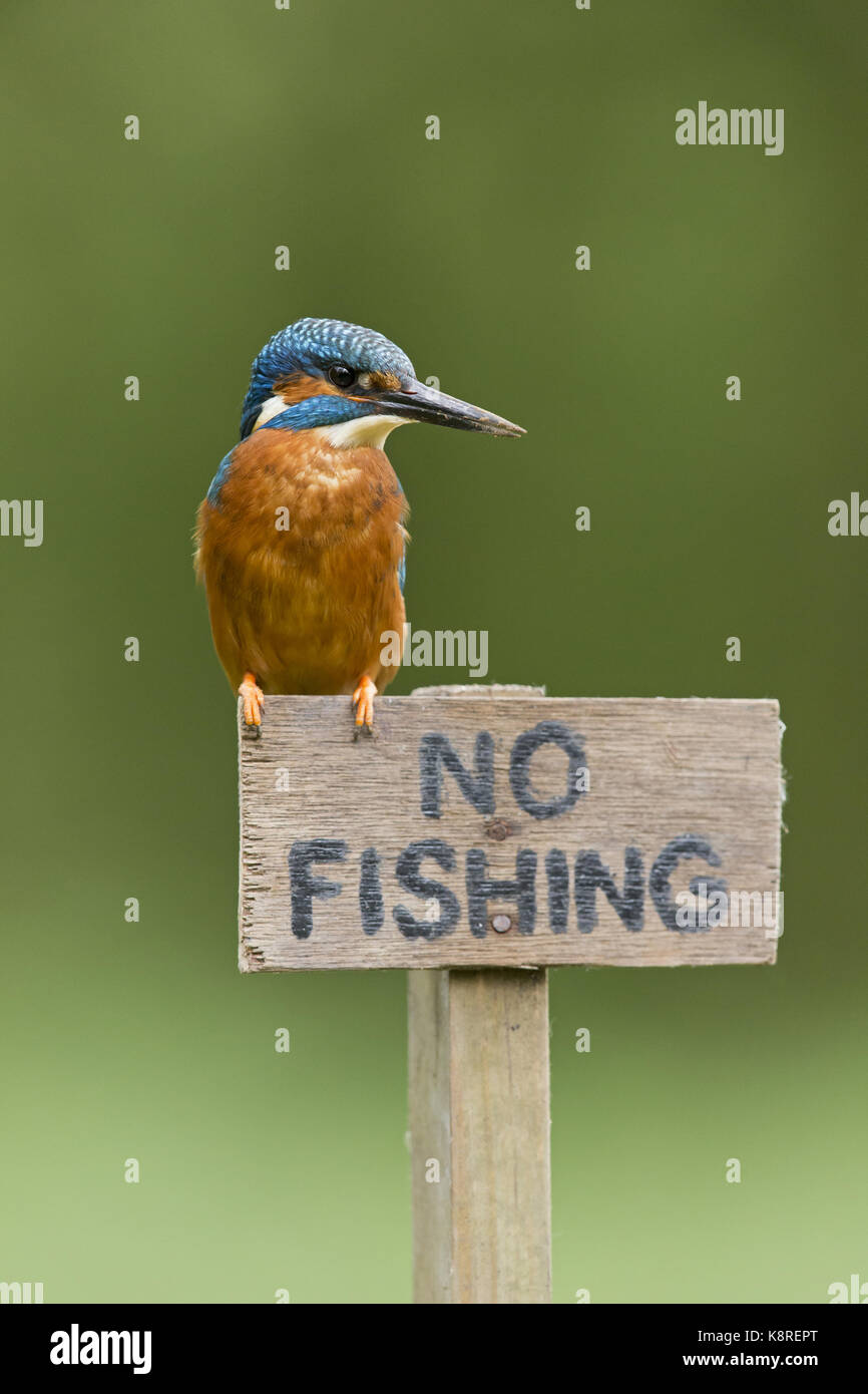 Common Kingfisher (Alcedo atthis) adult male, perched on 'no fishing' sign, with soil on beak from digging nest tunnel, Suffolk, England, may Stock Photo