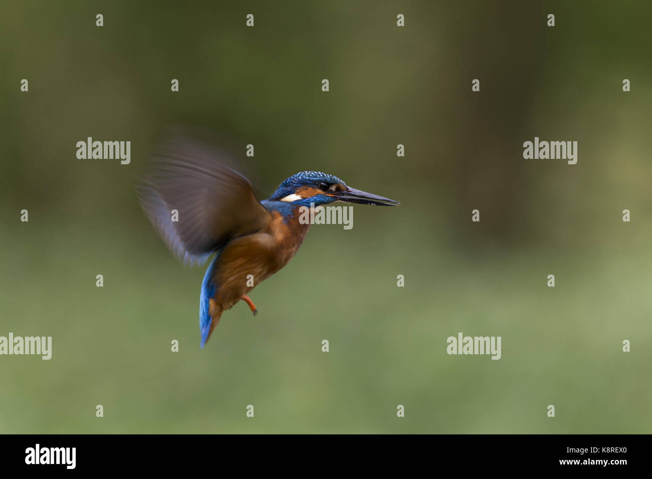 Common Kingfisher Alcedo Atthis Adult Male In Flight Hovering common-kingfisher-alcedo-atthis-adult-male-in-flight-hovering