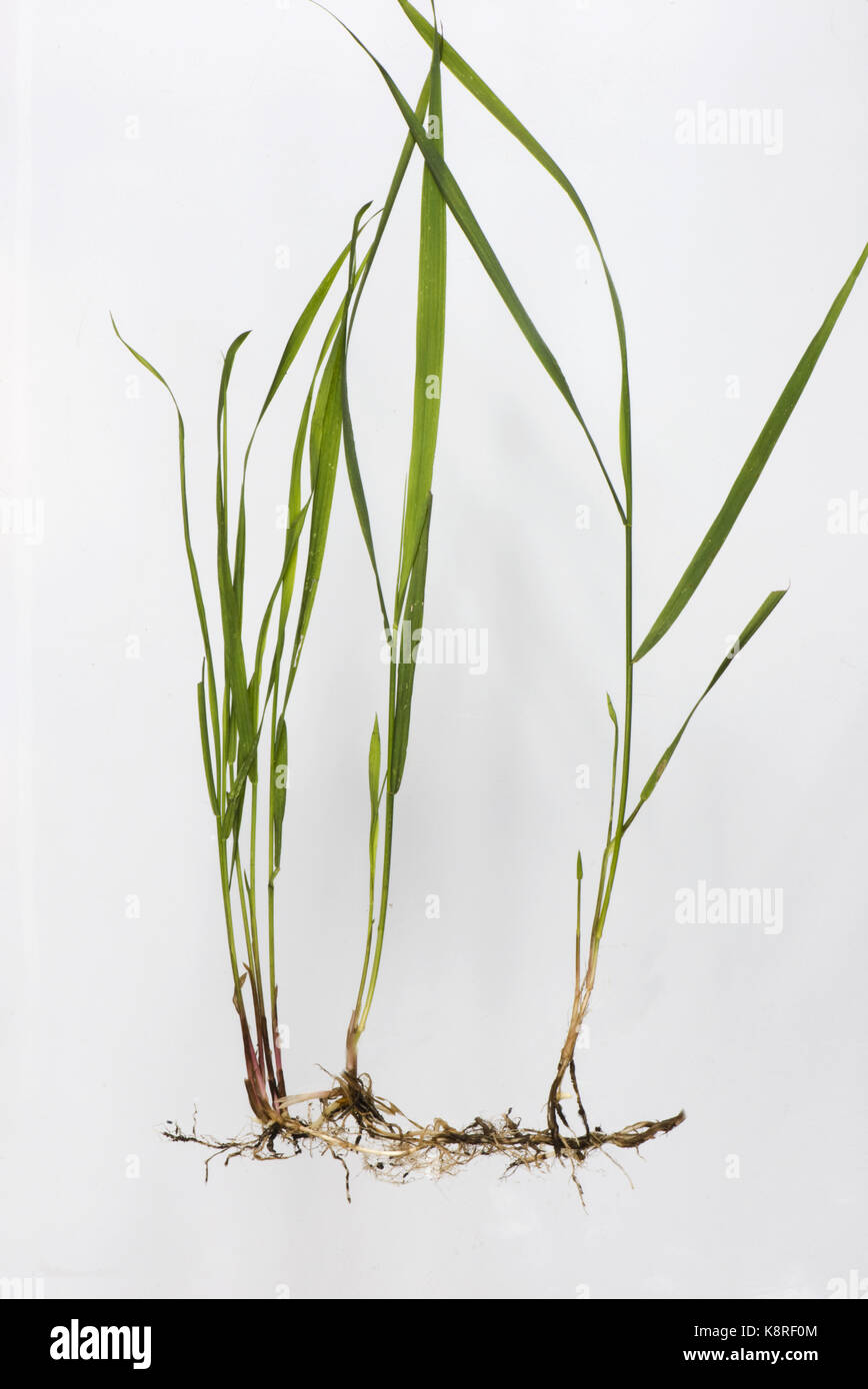Common couch, Elymus repens, shoots and roots from underground rhizomes of this invasive perennial creeping grass weed Stock Photo