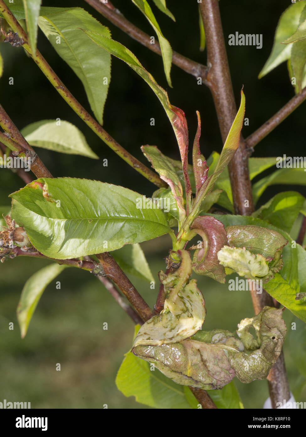 Peach leaf curl, Taphrina deformans, deformed leaves on a small