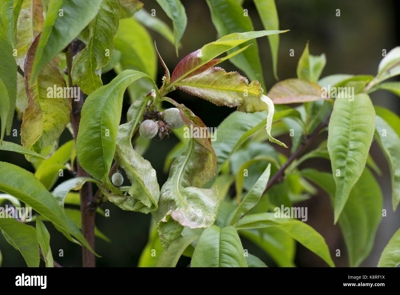 Peach leaf curl, Taphrina defrmans, a fungal disease deforming and