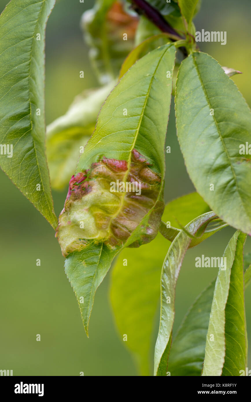 Peach leaf curl, Taphrina defrmans, a fungal disease deforming and