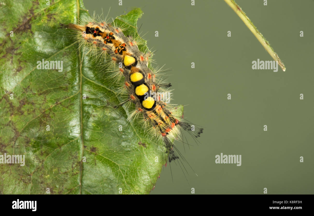 Vapourer or rusty tussock moth, Orgyia antiqua, caterpillar on a damaged rose leaf, Berkshire, June Stock Photo