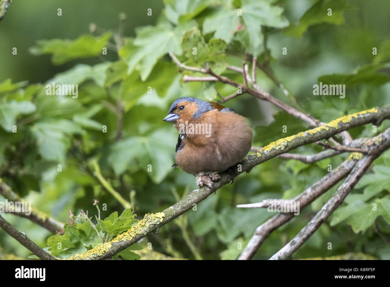 Male Chaffinch with bumblefoot a bacterial infection.Fringilla coelebs. Stock Photo