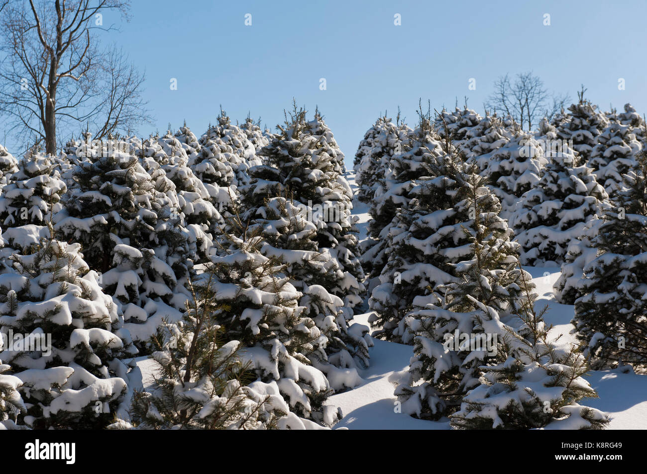 SNOW COVERED CHRISTMAS TREES, LANCASTER PENNSYLVANIA Stock Photo