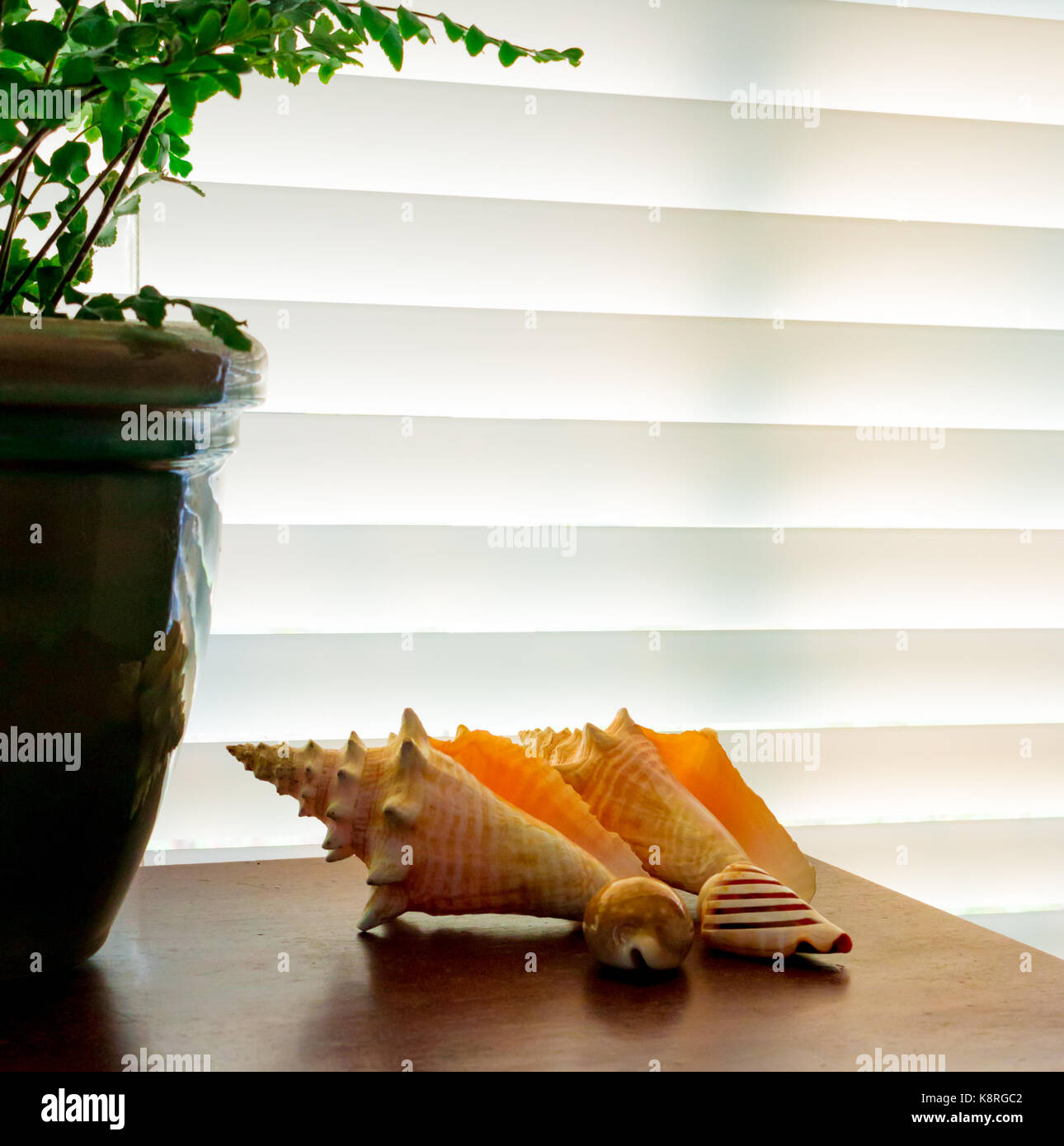 Decorative Display of Conch shells from Cozumel Mexico Stock Photo