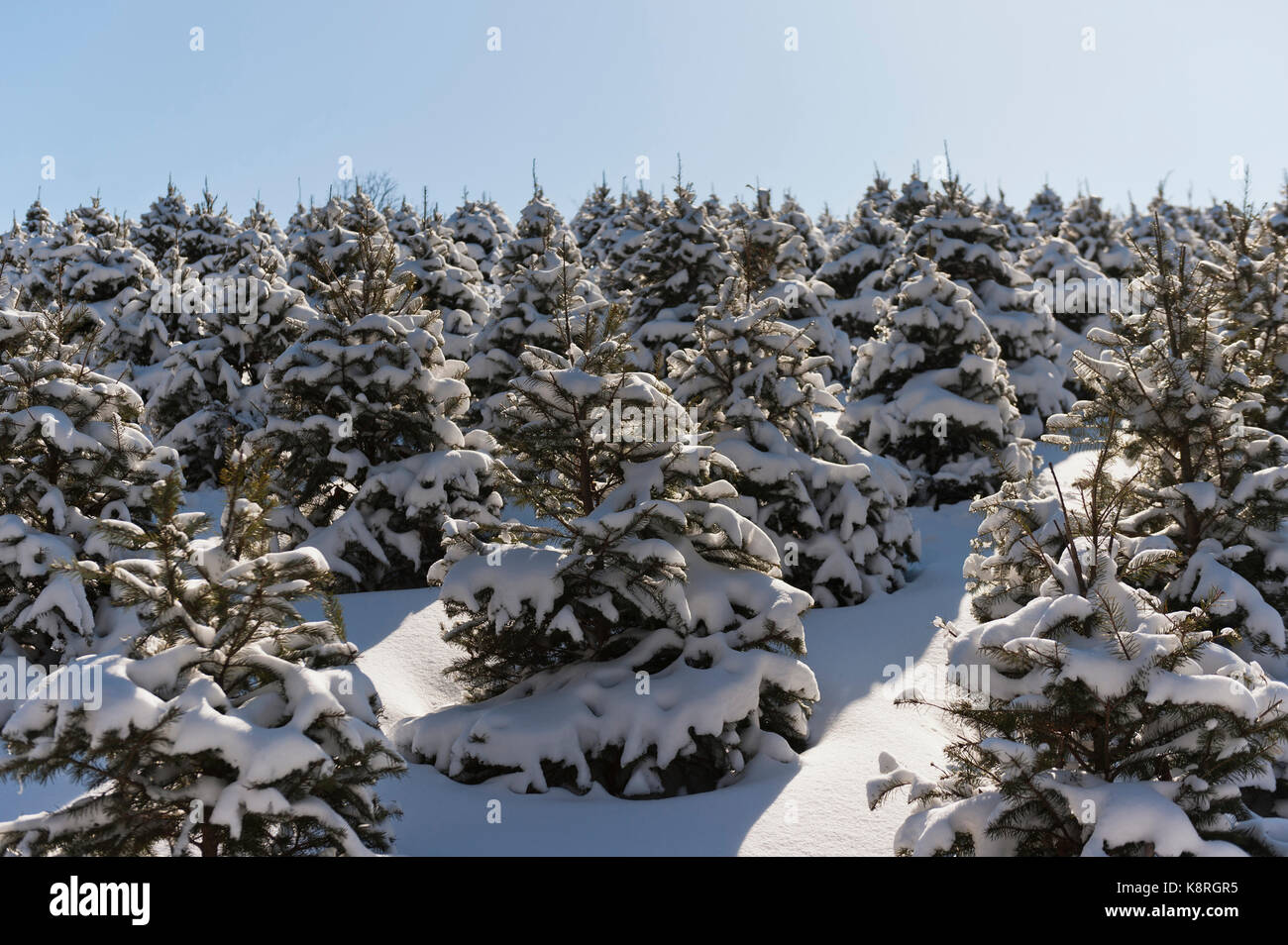 SNOW COVERED CHRISTMAS TREES, LANCASTER PENNSYLVANIA Stock Photo Alamy