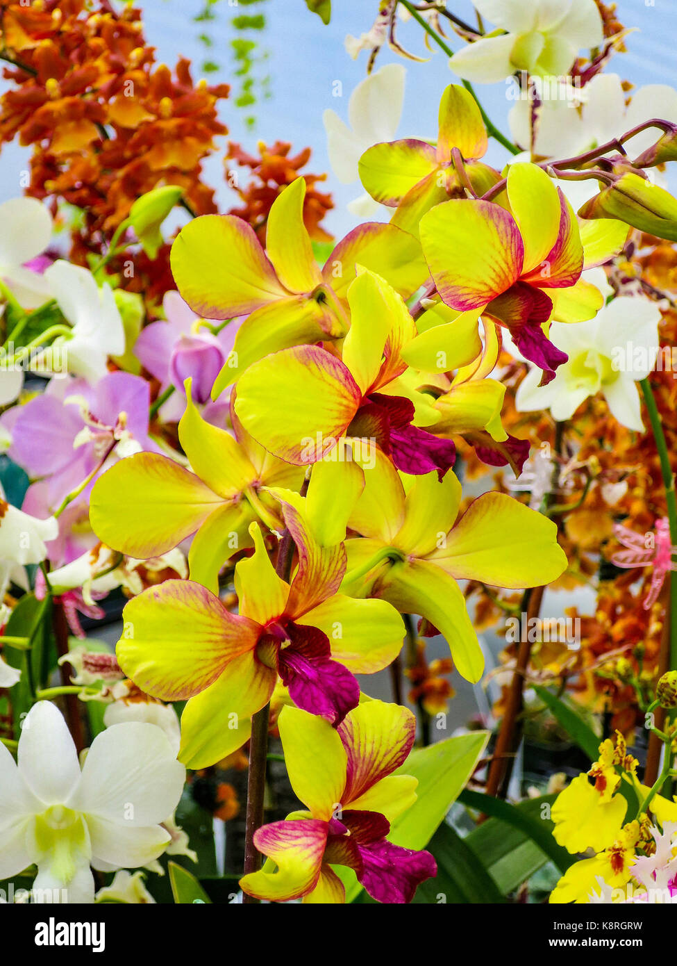 Mixed colorful orchids on display in a home garden. Stock Photo