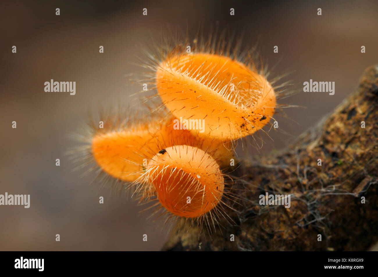 Cookeina tricholoma : a small hairy cup fungi found in tropical rainforest of Southeast Asia Stock Photo