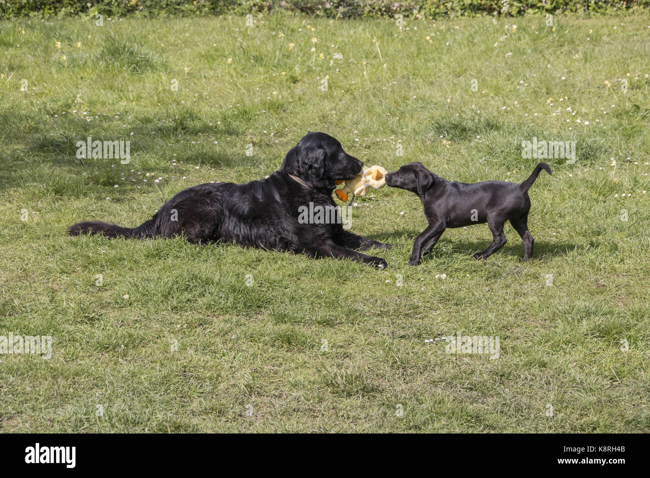 flat coated labrador
