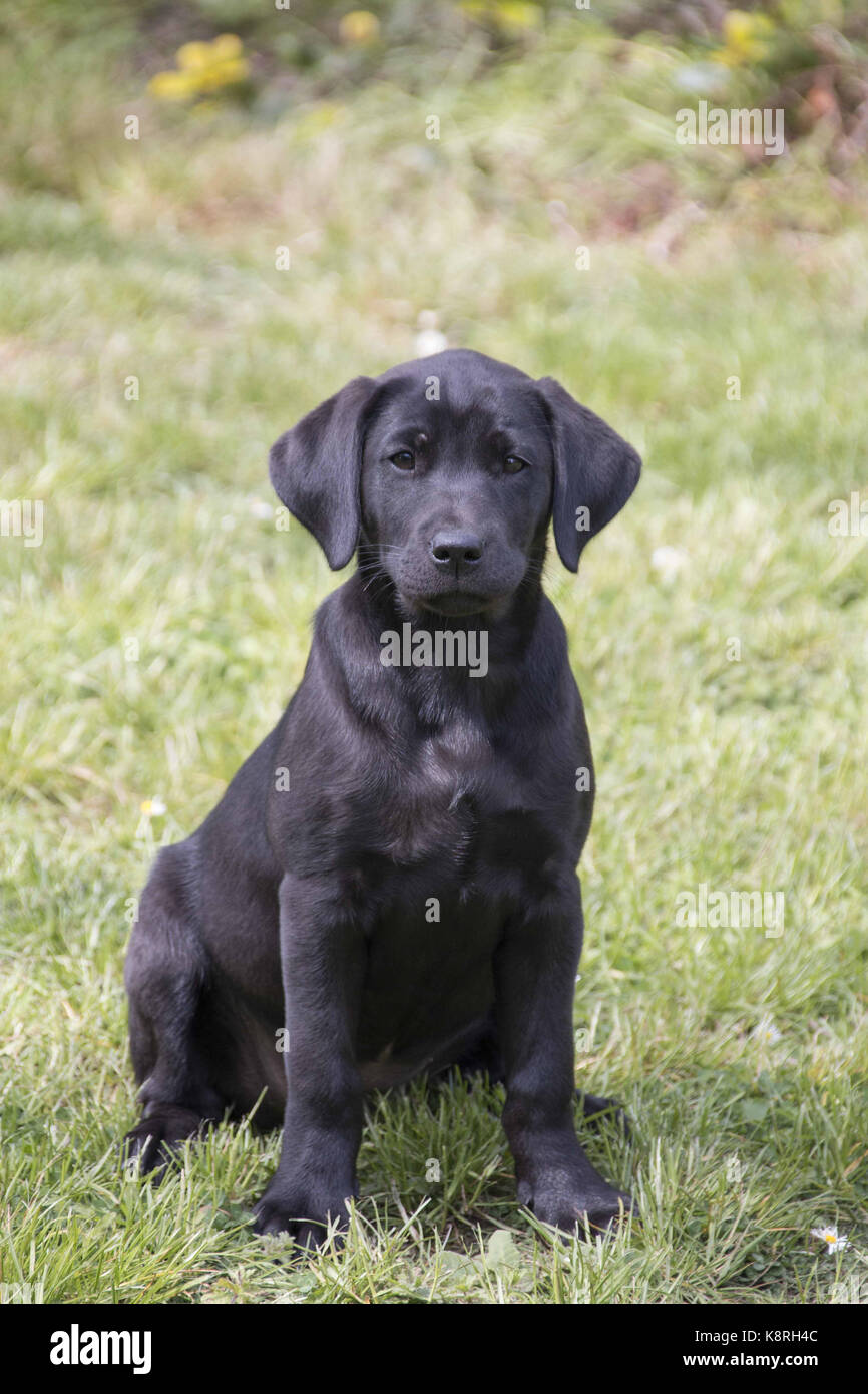 tellen wetenschapper stereo Black Labrador puppy, bitch 12 weeks old Stock Photo - Alamy