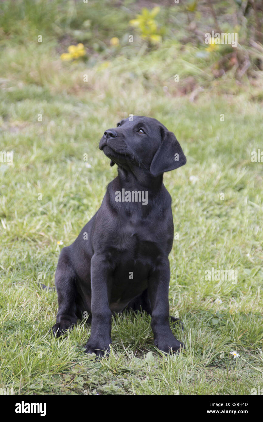 12 week old chocolate lab puppy online