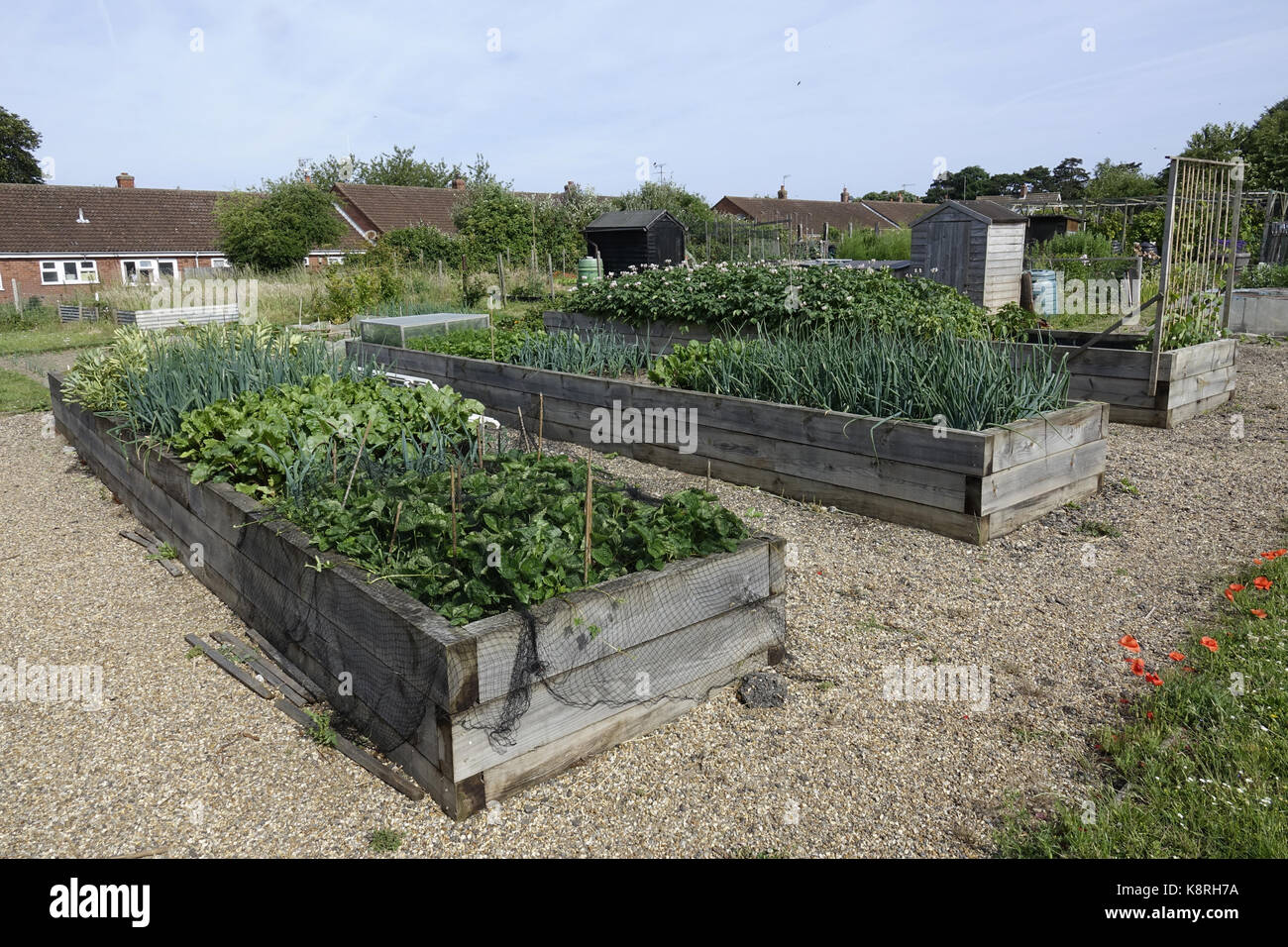 Raised vegetable beds on an allotment, Norfolk. Stock Photo