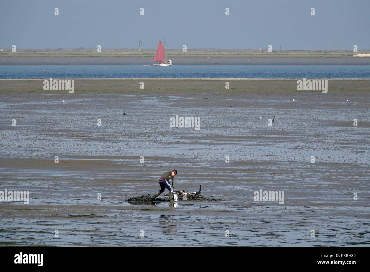 Digging for lugworm or sandworm (Arenicola marina) at South Swale, Kent. Looking towards the Isle of Sheppey. Stock Photo