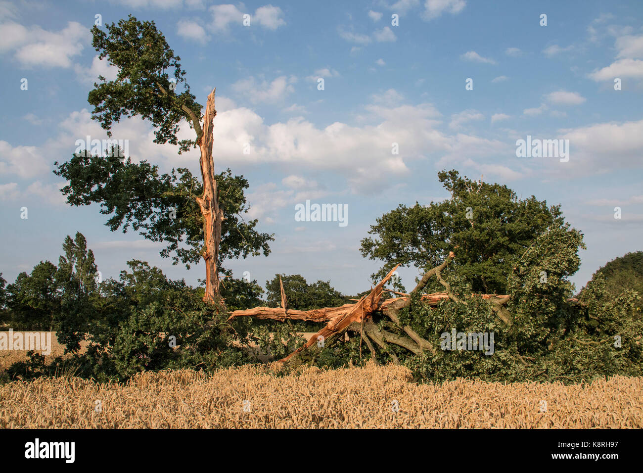 Lightning Damaged Oak tree at a result of lightning strike Stock Photo