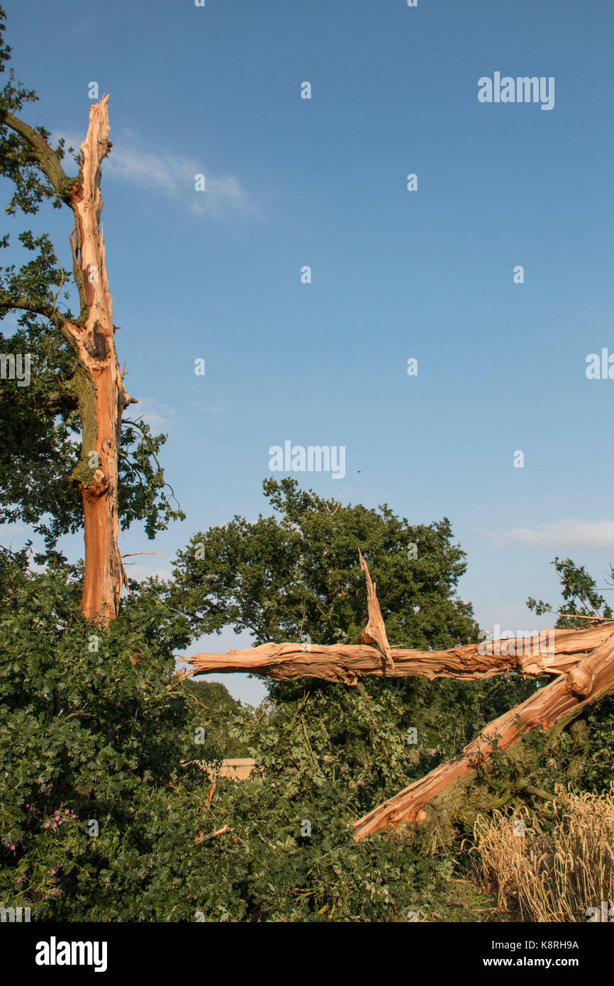 Lightning Damaged Oak tree at a result of lightning strike Stock Photo