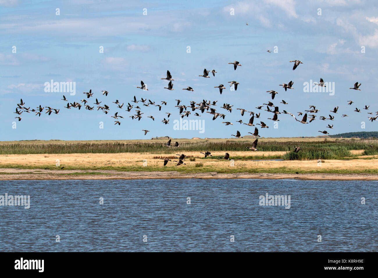 Canada and Greylag Geese flying over Deepdale Marsh Norfolk. Stock Photo