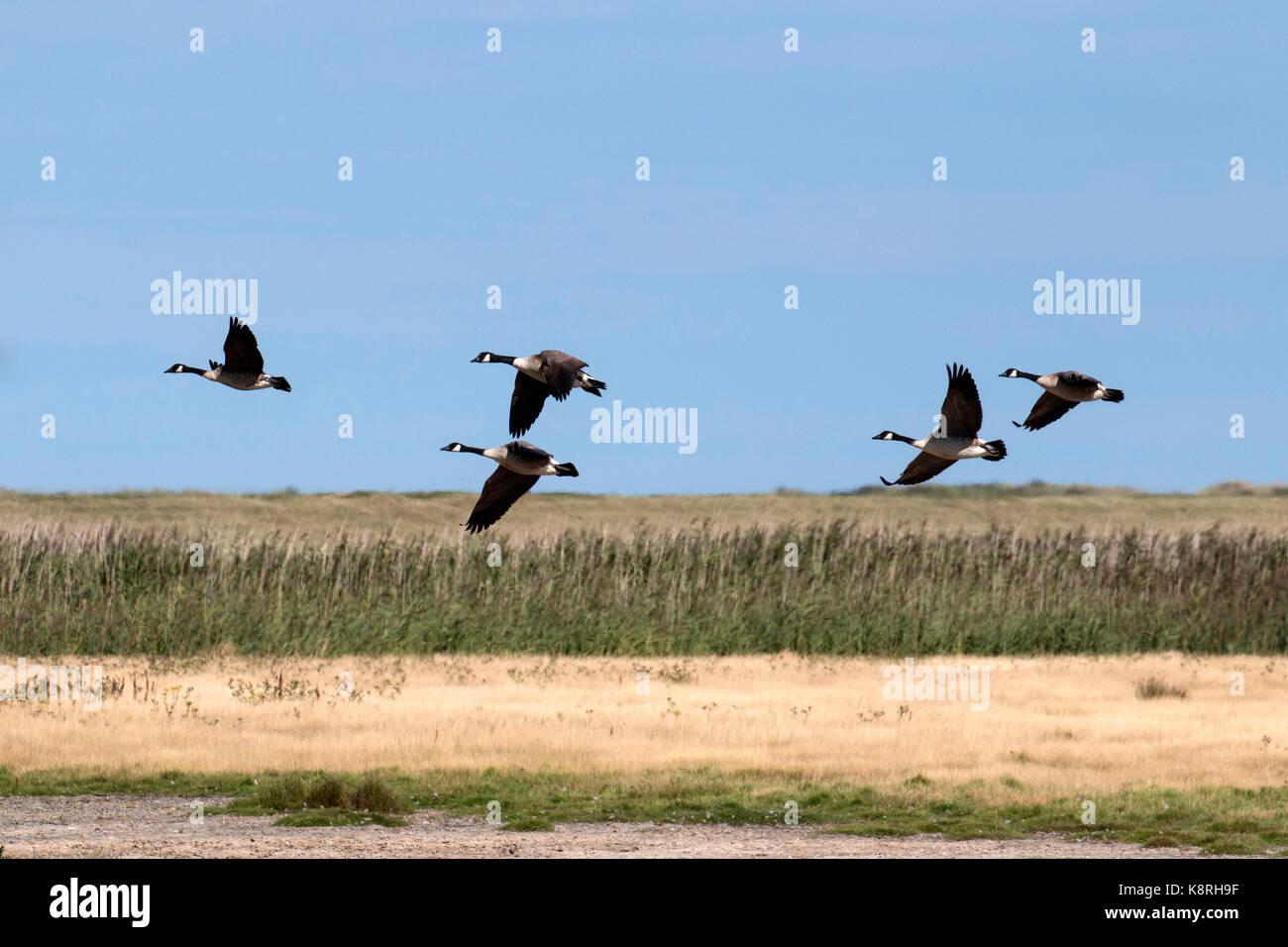 Canada Geese flying over Deepdale Marsh Norfolk. Stock Photo