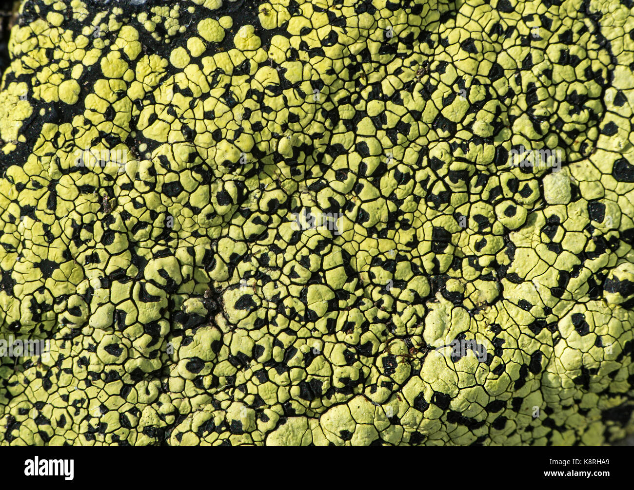Map lichen (Rhizocarpon geographicum), Val de Bagnes, Valais, Switzerland Stock Photo
