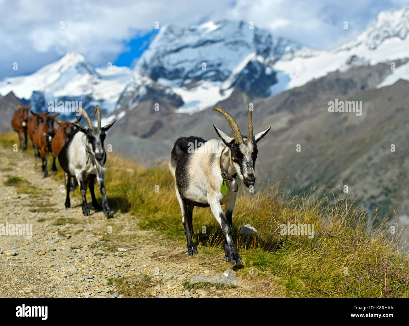 Herd of goats walking from mountain pasture to valley, Saas-Fee, Valais, Switzerland Stock Photo