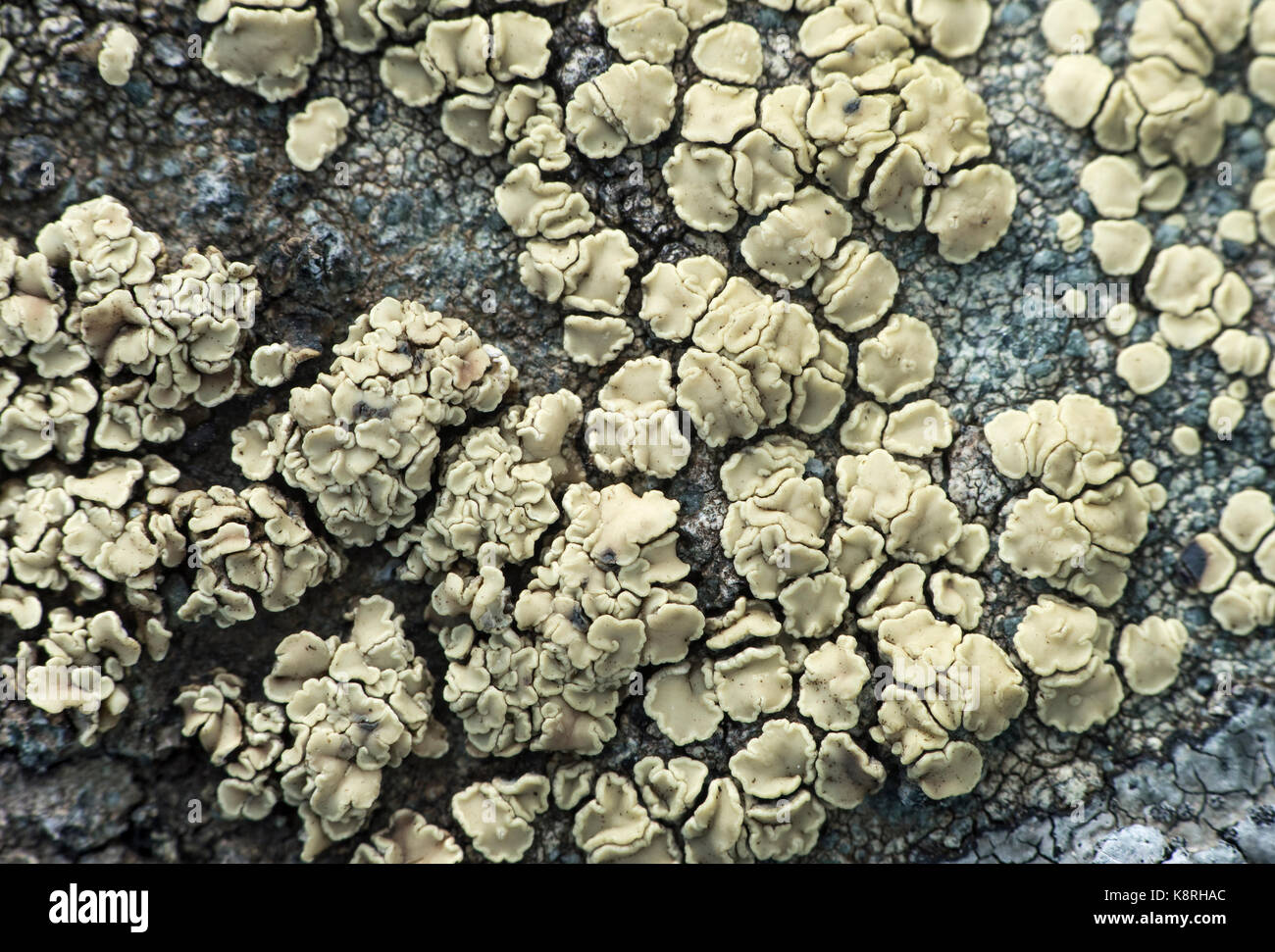 Crustose lichen (Lecanora polytropa), Haute-Nendaz, Valais, Switzerland Stock Photo