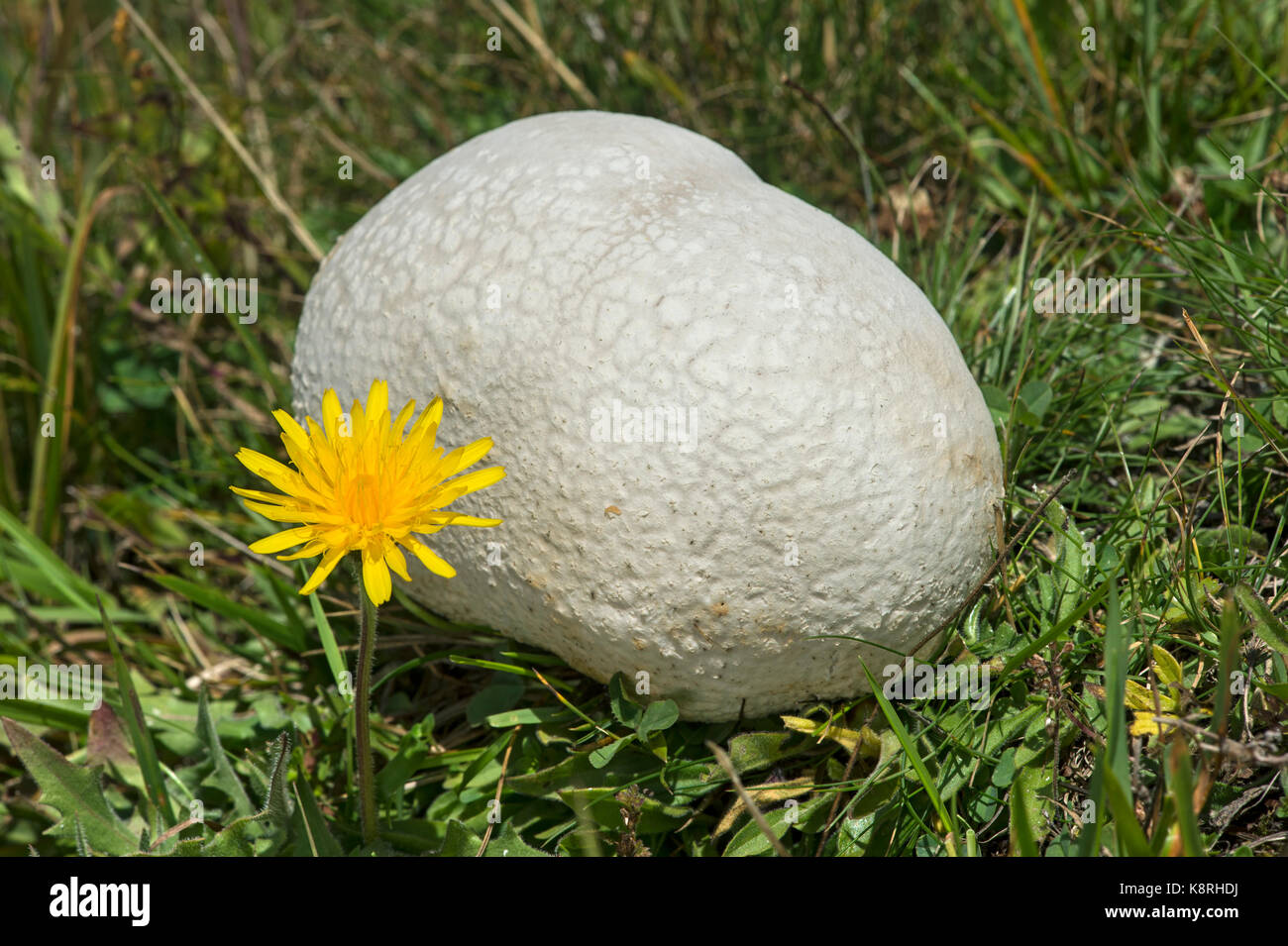 Giant puffball (Calvatia gigantea) in a meadow, Valais, Switzerland Stock Photo
