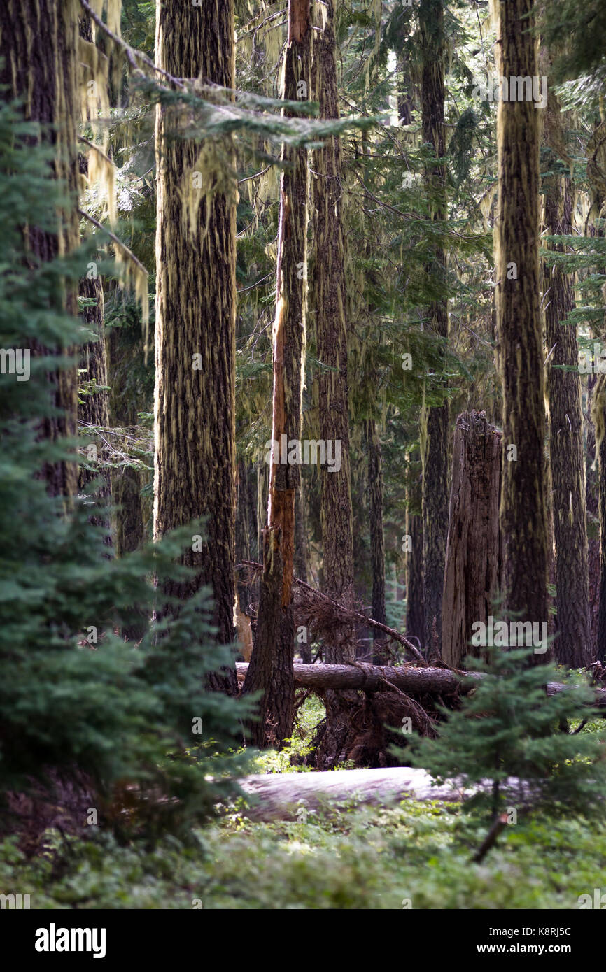 Peaceful grove of fir trees in Huckleberry Mountain in Southern Oregon