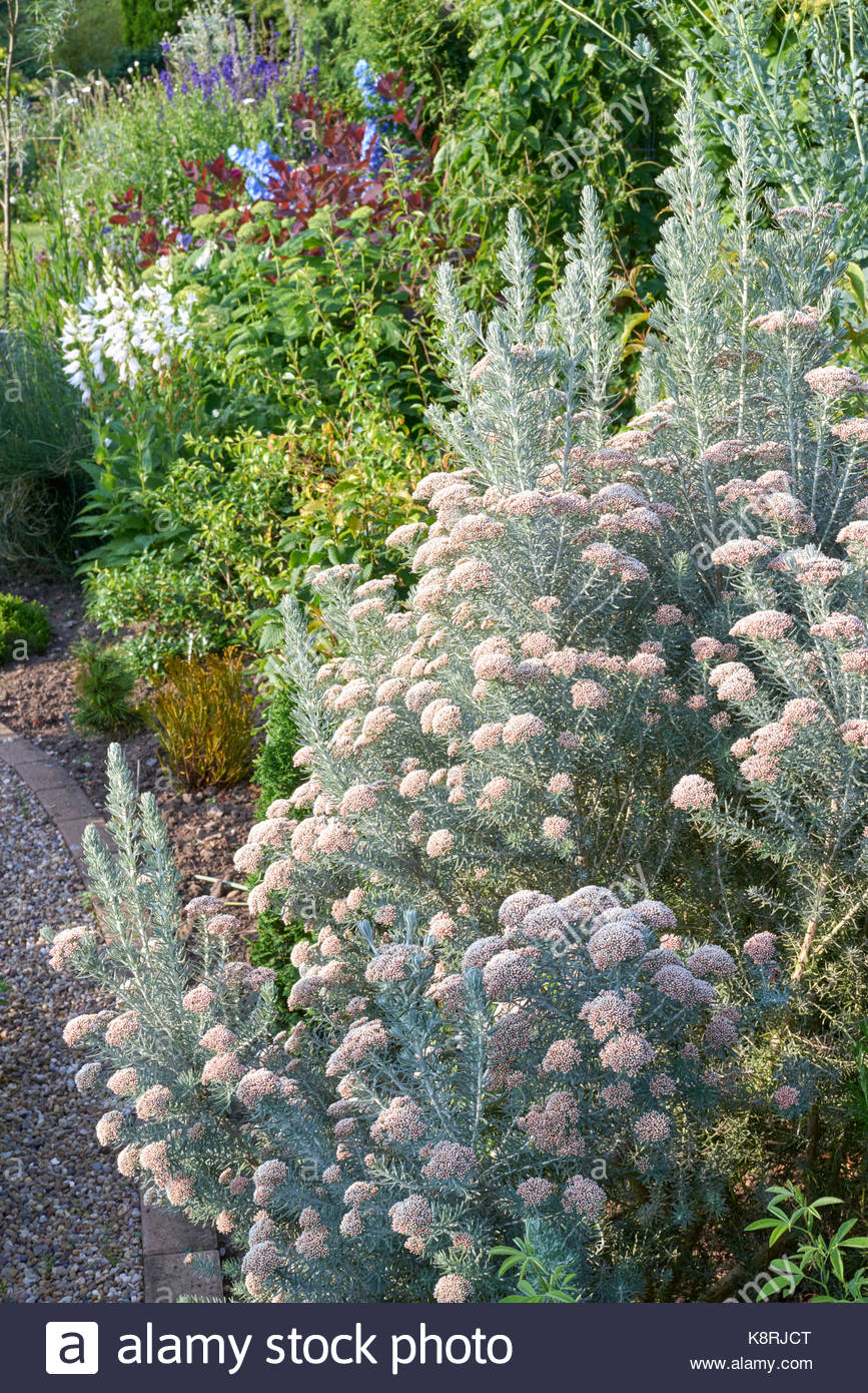 Ozothamnus Stock Photos & Ozothamnus Stock Images - Alamy