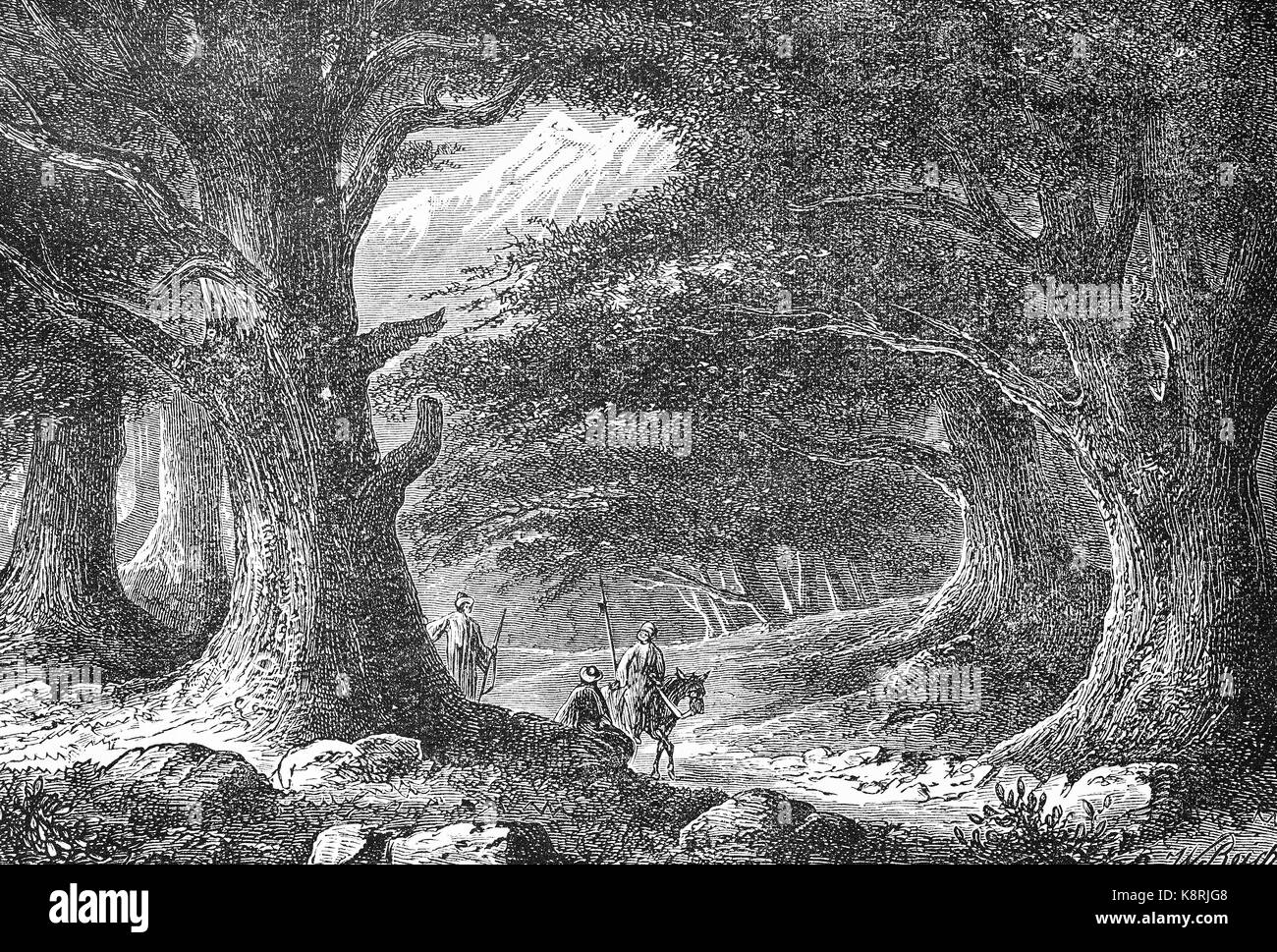 The old cedars in Lebanon, Die alten Zedern im Libanon, digital improved reproduction of a woodcut, published in the 19th century Stock Photo