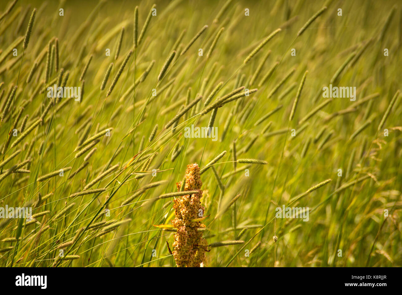 Grass seed head hires stock photography and images Alamy